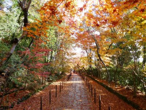 京都 紅葉